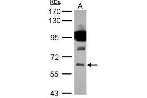 WB Image Sample (30 ug of whole cell lysate) A: U87-MG 7.