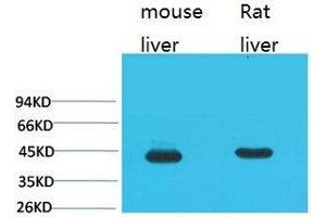 Western Blot (WB) analysis of 1) Mouse Liver Tissue, 2) Rat Liver Tissue using HAO1 Monoclonal Antibody. (HAO1 anticorps)