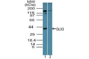 Image no. 1 for anti-Distal-Less Homeobox 3 (DLX3) (AA 220-270) antibody (ABIN960137) (DLX3 anticorps  (AA 220-270))