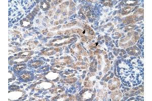 SLC29A2 antibody was used for immunohistochemistry at a concentration of 4-8 ug/ml to stain Epithelial cells of renal tubule (arrows) in Human Kidney. (SLC29A2 anticorps)