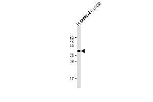 Anti-TME Antibody (C-Term) at 1:2000 dilution + human skeletal muscle lysate Lysates/proteins at 20 μg per lane. (TMEM115 anticorps  (AA 249-283))