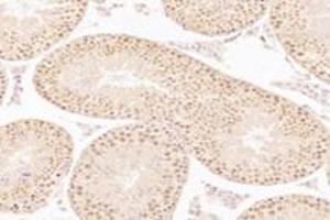 Immunohistochemistry analysis of paraffin-embedded rat testis using,WDR33 (ABIN7076216) at dilution of 1: 2400 (WDR33 anticorps)