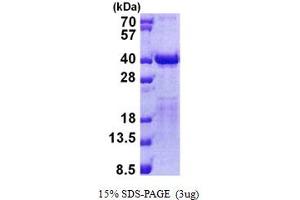 SDS-PAGE (SDS) image for Transcription Elongation Factor A2 (TCEA2) (AA 1-299) protein (His tag) (ABIN5853007)