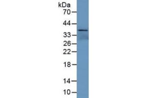 Rabbit Detection antibody from the kit in WB with Positive Control: Mouse skeletal muscle lysate.