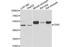 Western blot analysis of extracts of various cell lines, using CHIA antibody.