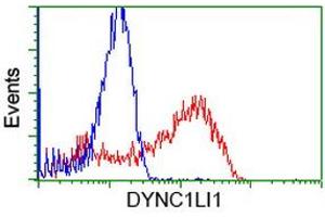 HEK293T cells transfected with either RC222010 overexpress plasmid (Red) or empty vector control plasmid (Blue) were immunostained by anti-DYNC1LI1 antibody (ABIN2452969), and then analyzed by flow cytometry. (DYNC1LI1 anticorps)