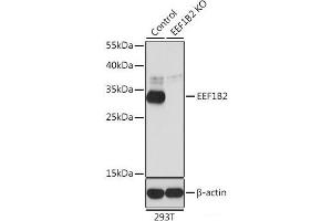 Western blot analysis of extracts from normal (control) and EEF1B2 knockout (KO) 293T cells using EEF1B2 Polyclonal Antibody at dilution of 1:1000. (EEF1B2 anticorps)