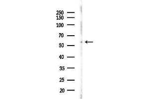 anti-Pannexin 1 (PANX1) (Internal Region) antibody