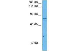 Host:  Mouse  Target Name:  CUL5  Sample Tissue:  Mouse Testis  Antibody Dilution:  1ug/ml (Cullin 5 anticorps  (C-Term))