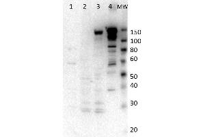 Western Blot of Rabbit anti-Myosin-6 antibody. (MYH6 anticorps)