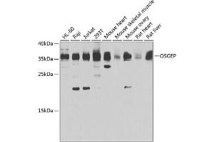 Western blot analysis of extracts of various cell lines, using OSGEP antibody (ABIN6132930, ABIN6145068, ABIN6145069 and ABIN6223362) at 1:1000 dilution. (OSGEP anticorps  (AA 1-335))