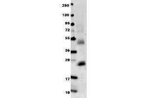 Anti-mouse IL-6 antibody in western blot shows detection of recombinant mouse IL-6 raised in E.