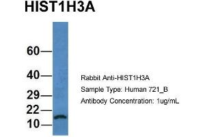 Host: Rabbit Target Name: HIST1H3A Sample Type: Human 721_B Antibody Dilution: 1. (HIST1H3A anticorps  (N-Term))