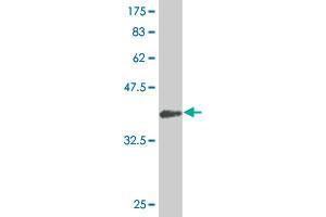 Western Blot detection against Immunogen (44.