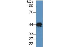 Detection of CKM in Canine Brain lysate using Polyclonal Antibody to Creatine Kinase, Muscle (CKM)