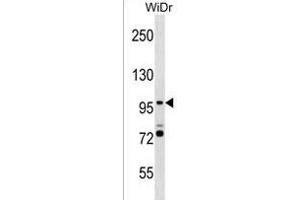 SMG5 Antibody (C-term) (ABIN1537651 and ABIN2838357) western blot analysis in WiDr cell line lysates (35 μg/lane). (SMG5 anticorps  (C-Term))