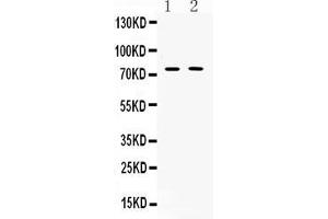 Western blot analysis of TRF2 expression in rat thymus extract ( Lane 1) and COLO320 whole cell lysates ( Lane 2). (TRF2 anticorps  (AA 81-287))