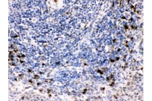 IHC testing of FFPE rat spleen with BCAR3 antibody. (BCAR3 anticorps)