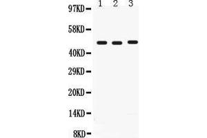 Anti- CD46 Picoband antibody, Western blotting All lanes: Anti CD46  at 0. (CD46 anticorps  (C-Term))