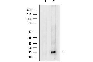 Western blot analysis of lysates from COS-7, using S100 Antibody.