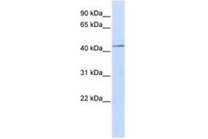 Image no. 1 for anti-Interleukin 11 Receptor, alpha (IL11RA) (AA 108-157) antibody (ABIN6740974) (IL11RA anticorps  (AA 108-157))