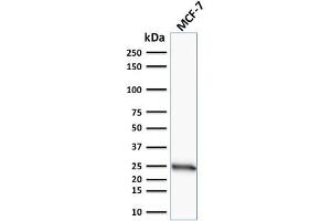 Western Blot Analysis of human MCF-7 cell lysate using Bcl-2 Mouse Monoclonal Antibody (100/D5). (Bcl-2 anticorps  (AA 41-54))