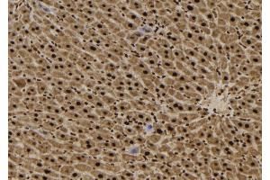 ABIN6272485 at 1/100 staining Mouse liver tissue by IHC-P. (SFT2D3 anticorps  (N-Term))