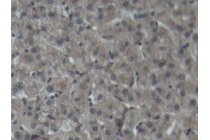 IHC-P analysis of Pig Liver Tissue, with DAB staining. (C3 anticorps  (AA 23-300))