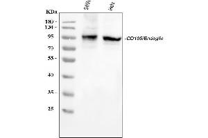 Western blot analysis of CD105/ENG using anti-CD105/ENG antibody (ABIN5518816).