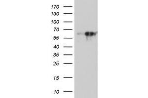 Western Blotting (WB) image for anti-Monoamine Oxidase A (MAOA) (AA 249-484) antibody (ABIN1491269) (Monoamine Oxidase A anticorps  (AA 249-484))