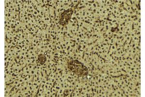 ABIN6272258 at 1/100 staining Mouse liver tissue by IHC-P. (BRD3 anticorps  (C-Term))