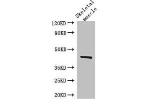 Western Blot Positive WB detected in: Mouse skeletal muscle tissue All lanes: SPHK1 antibody at 3 μg/mL Secondary Goat polyclonal to rabbit IgG at 1/50000 dilution Predicted band size: 43, 52, 44 kDa Observed band size: 43 kDa