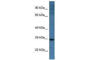 Western Blot showing Bnip3l antibody used at a concentration of 1. (BNIP3L/NIX anticorps  (Middle Region))