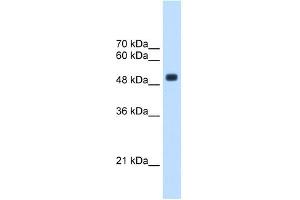 CXORF34 antibody used at 2. (TRMT2B anticorps  (Middle Region))