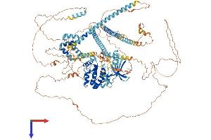 AlphaFold protein structure predicition of Mouse Recombinant Nek1 Protein, UniprotID P51954
