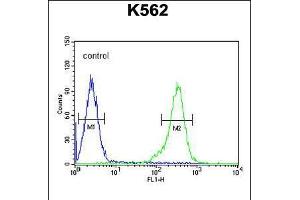 Flow cytometric analysis of K562 cells (right histogram) compared to a negative control cell (left histogram). (RBM43 anticorps  (N-Term))