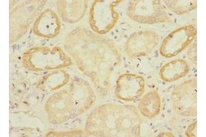 Immunohistochemistry of paraffin-embedded human kidney tissue using ABIN7151626 at dilution of 1:100 (Endomucin anticorps  (AA 19-135))