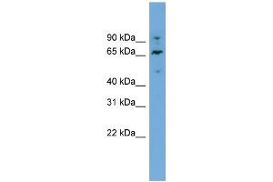WB Suggested Anti-NT5DC2 Antibody Titration:  0. (NT5DC2 anticorps  (N-Term))