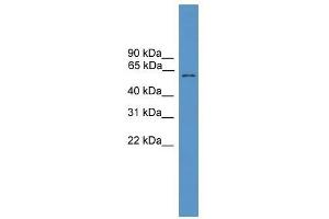 Western Blot showing MLPH antibody used at a concentration of 1-2 ug/ml to detect its target protein. (Melanophilin anticorps  (C-Term))