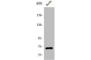 Western Blot analysis of COLO205 cells using GPR107 Polyclonal Antibody (GPR17 anticorps  (Internal Region))