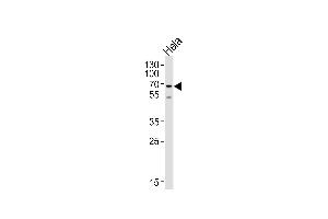 Western blot analysis of lysate from HeLa cell line, using NAP1L2 Antibody at 1:1000 at each lane. (NAP1L2 anticorps  (N-Term))