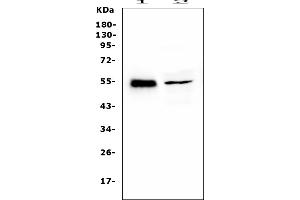 anti-RNA Binding Motif, Single Stranded Interacting Protein 3 (RBMS3) (AA 350-437) antibody