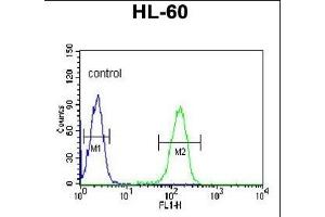 PLV Antibody (Center) 9378c flow cytometric analysis of HL-60 cells (right histogram) compared to a negative control cell (left histogram). (PLVAP anticorps  (AA 214-242))