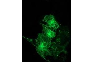 Anti-PRKCE mouse monoclonal antibody (ABIN2454195) immunofluorescent staining of COS7 cells transiently transfected by pCMV6-ENTRY PRKCE (RC217702). (PKC epsilon anticorps)