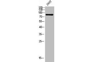 Western blot analysis of 293T lysis using COP1 antibody.