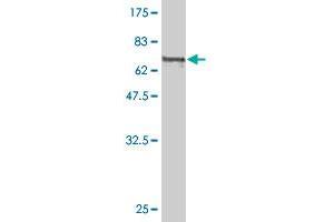 Western Blot detection against Immunogen (71.
