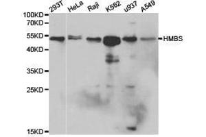 Western Blotting (WB) image for anti-Hydroxymethylbilane Synthase (HMBS) antibody (ABIN1873037) (HMBS anticorps)