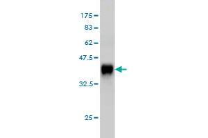 Western Blot detection against Immunogen (35.