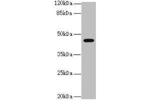Western blot All lanes: RFPL2 antibody at 3. (RFPL2 anticorps  (AA 99-378))