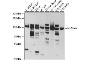 Western blot analysis of extracts of various cell lines, using NLGN4Y antibody (ABIN6133011, ABIN6144652, ABIN6144653 and ABIN6220667) at 1:1000 dilution. (Neuroligin Y anticorps  (AA 122-256))